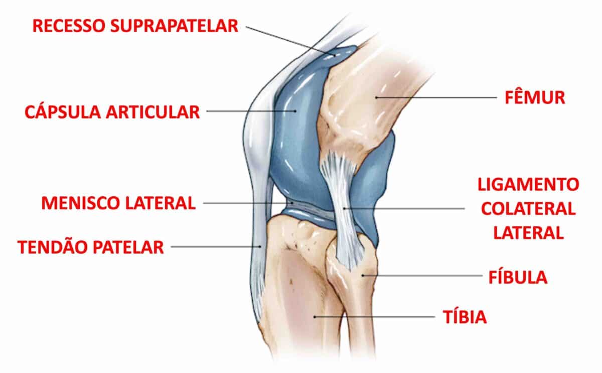 Cápsula articular do Joelho Clínica do Joelho