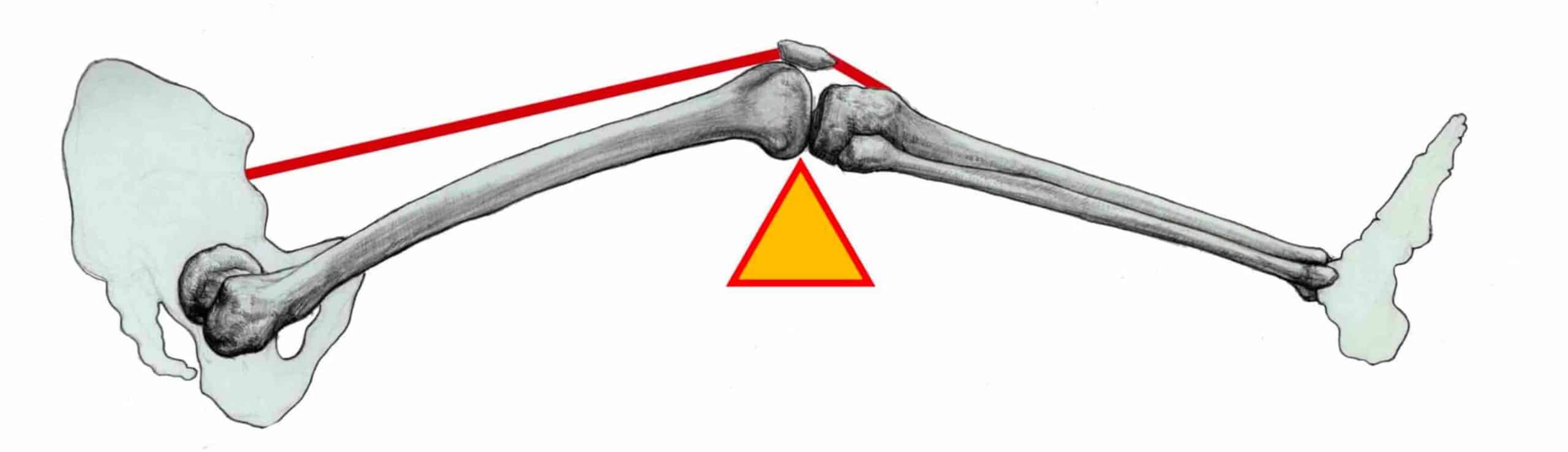 MECANISMO EXTENSOR JOELHO